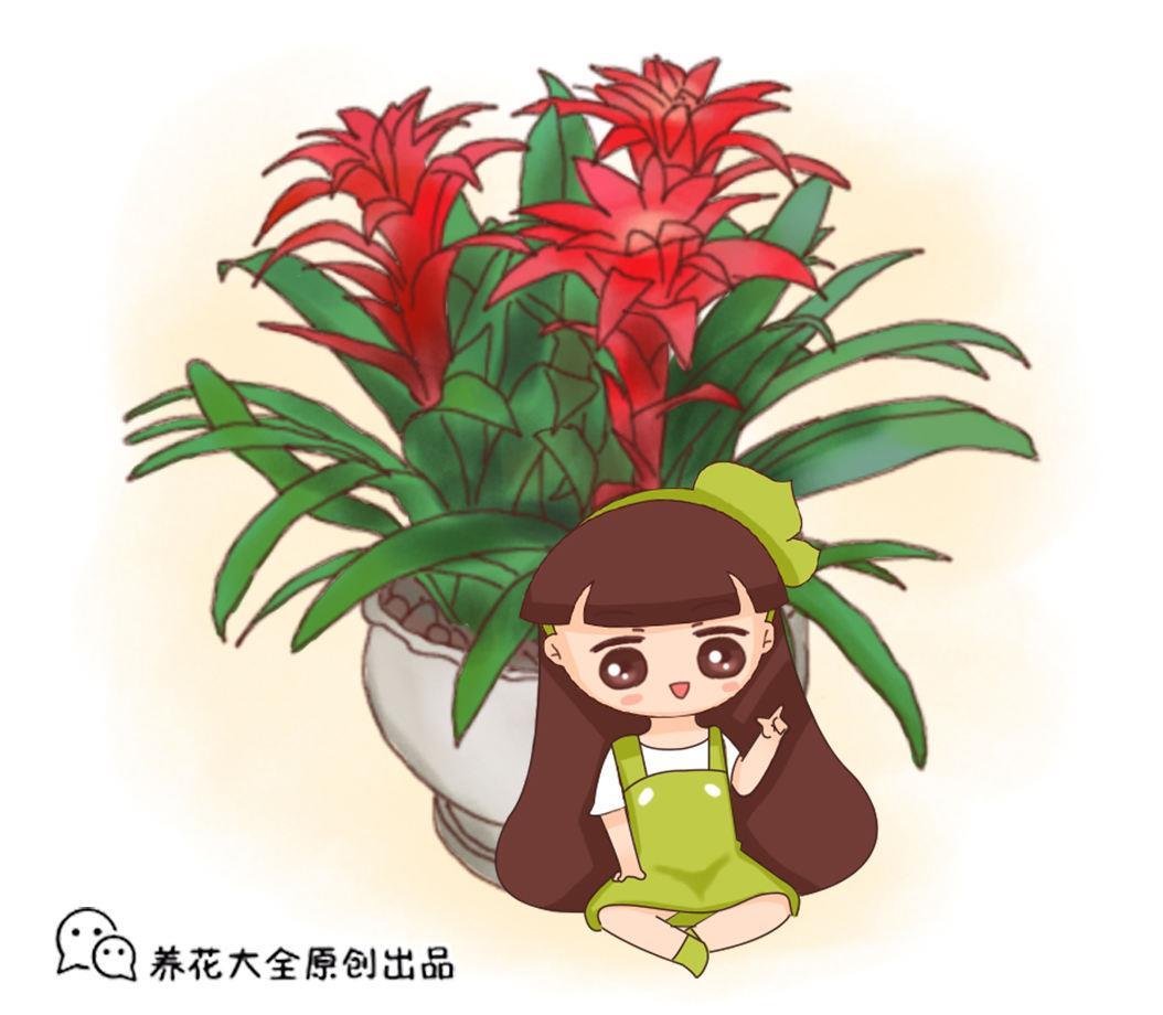鸿运当头花怎么养，鸿运当头正确养殖方法