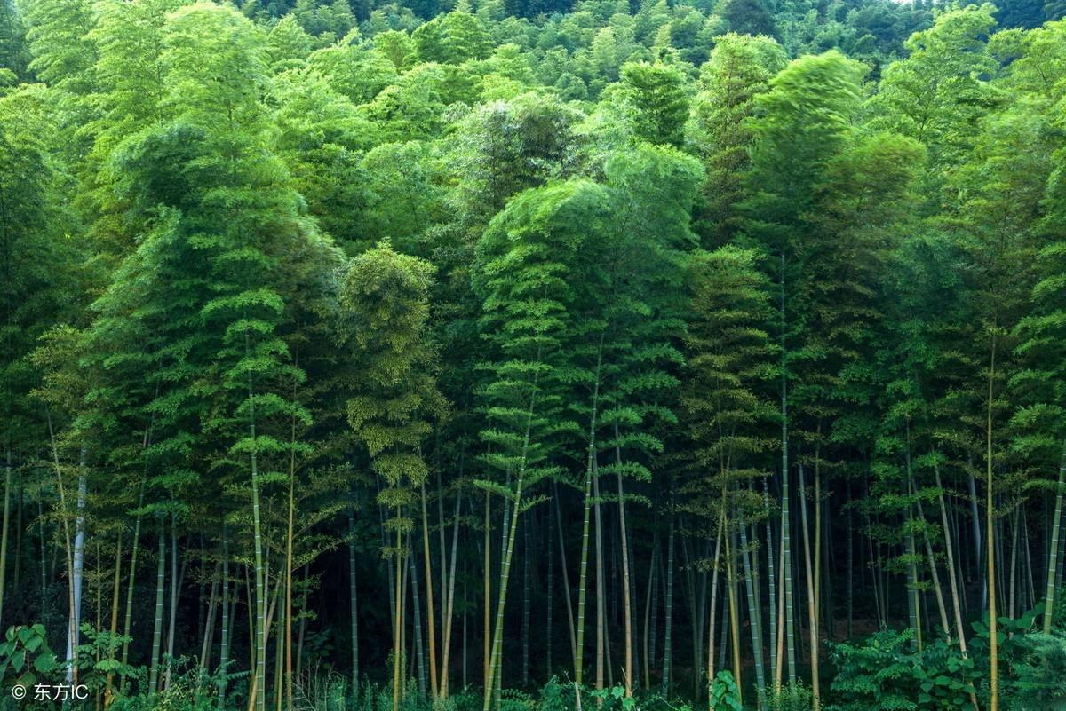 竹子的资料有哪些，简述竹子生长特点