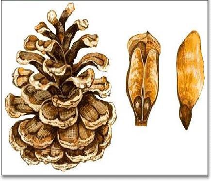裸子植物有哪些种类，常见裸子植物一览表