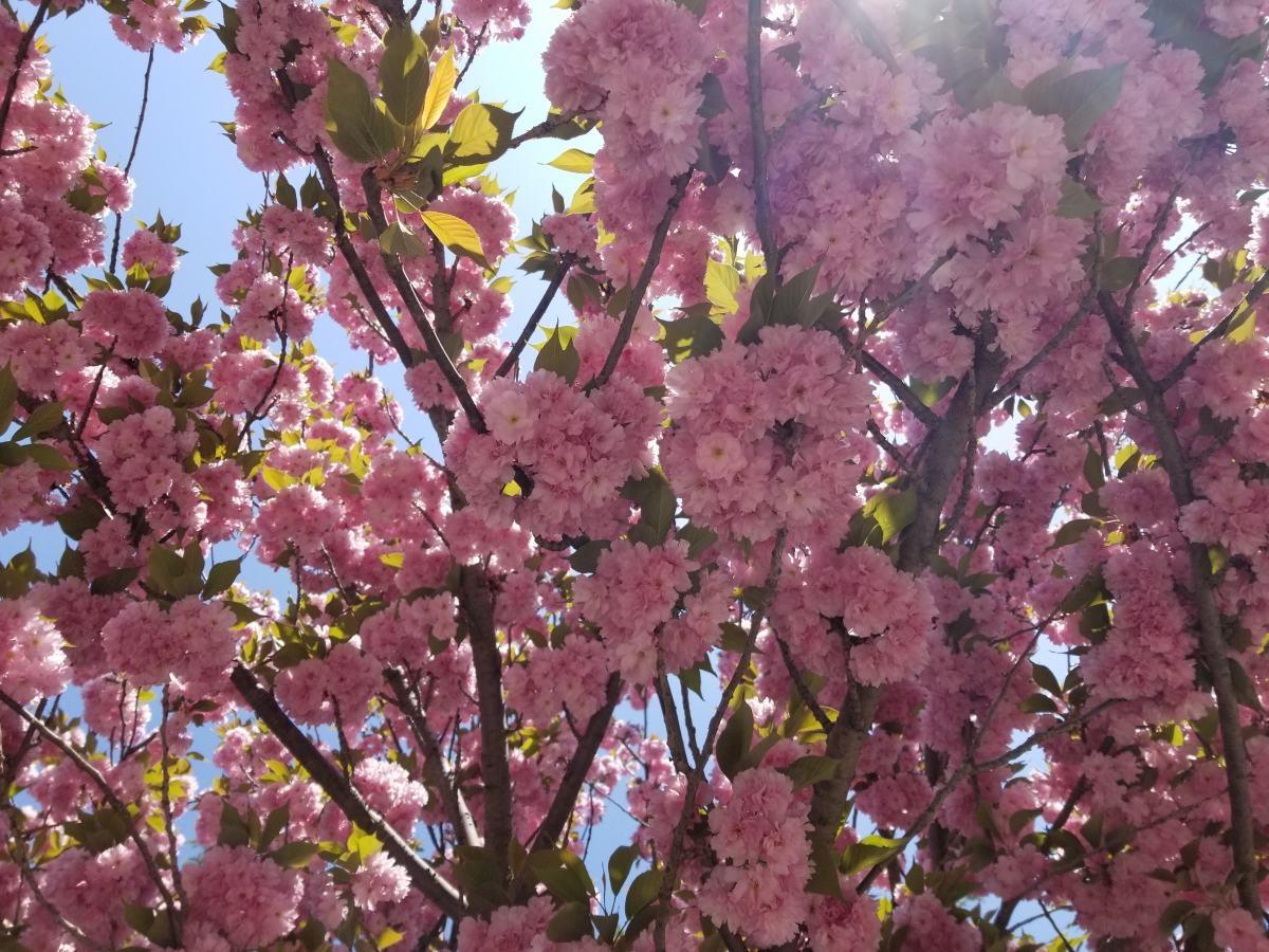 樱花树哪个品种最好，最美樱花品种介绍