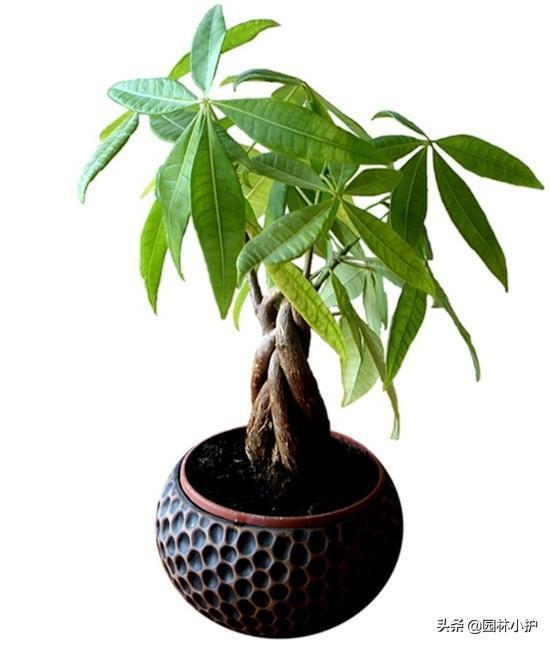 水培发财树叶子发黄怎么处理，了解黄叶的补救措施
