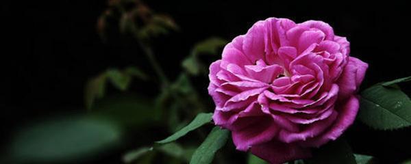 月季花怎么浇水，月季养护的正确方法