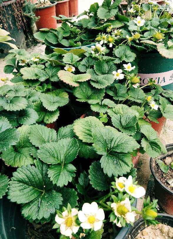 草莓苗什么时候种植最好，家里草莓种植时间和方法