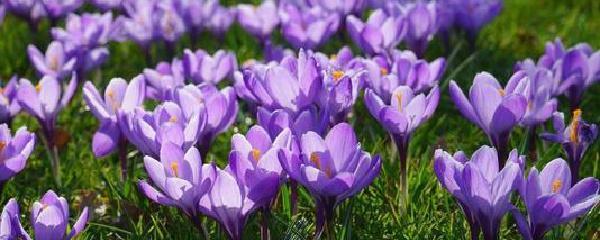藏红花种植方法是什么，描述藏红花栽培技术