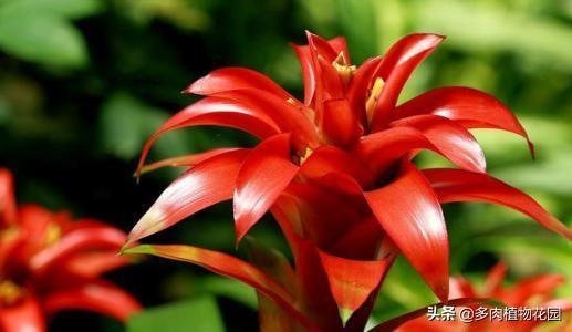 红运当头花怎么养，详解红运当头养护知识