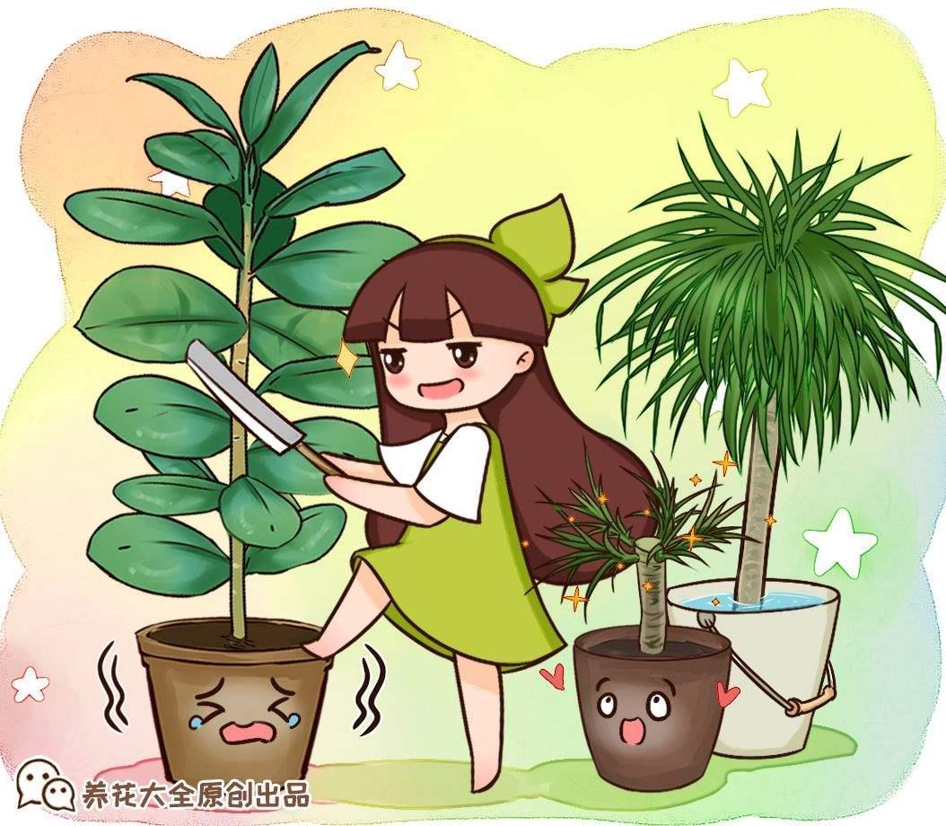 橡皮树怎么养活，有关橡皮树的栽培方法