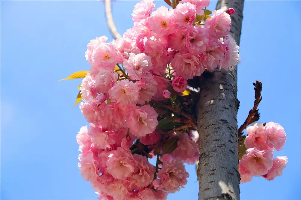 三月开的花是什么花，有关三月代表性花卉大全