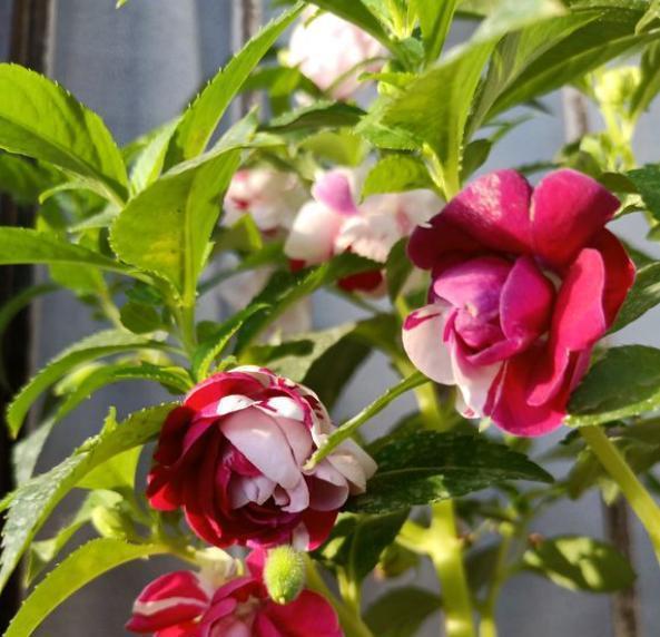 凤仙花怎么栽培，凤仙花种植方法和时间