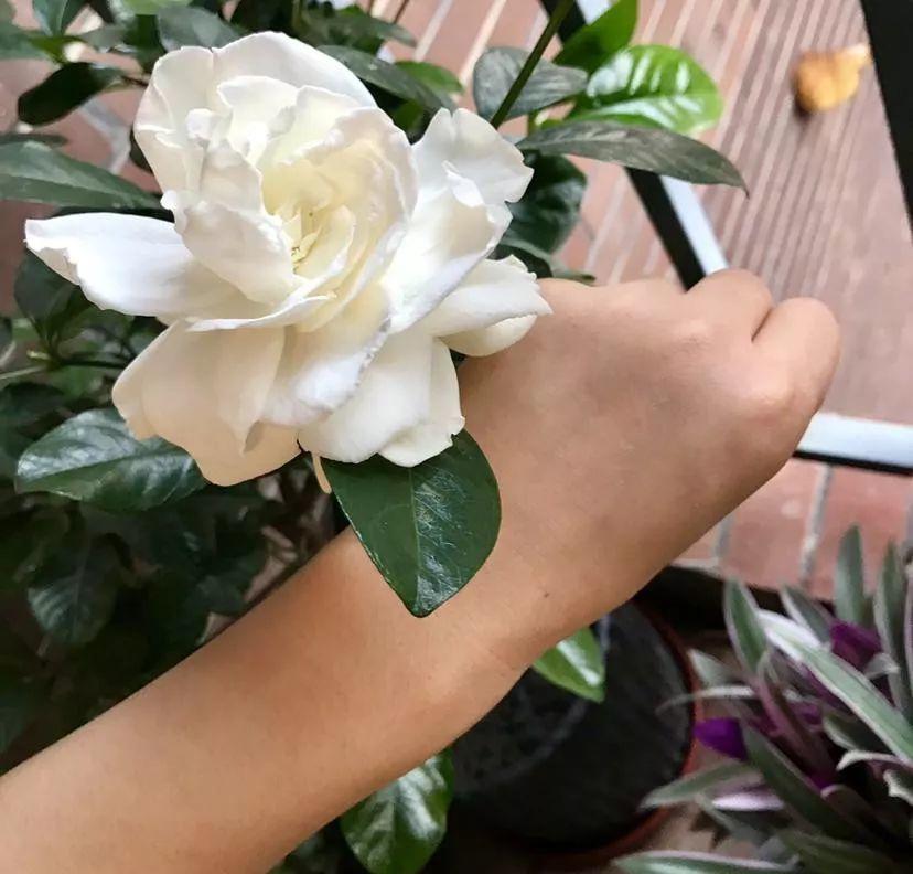 栀子花叶子发黄枯萎怎么办，家养栀子花叶黄原因