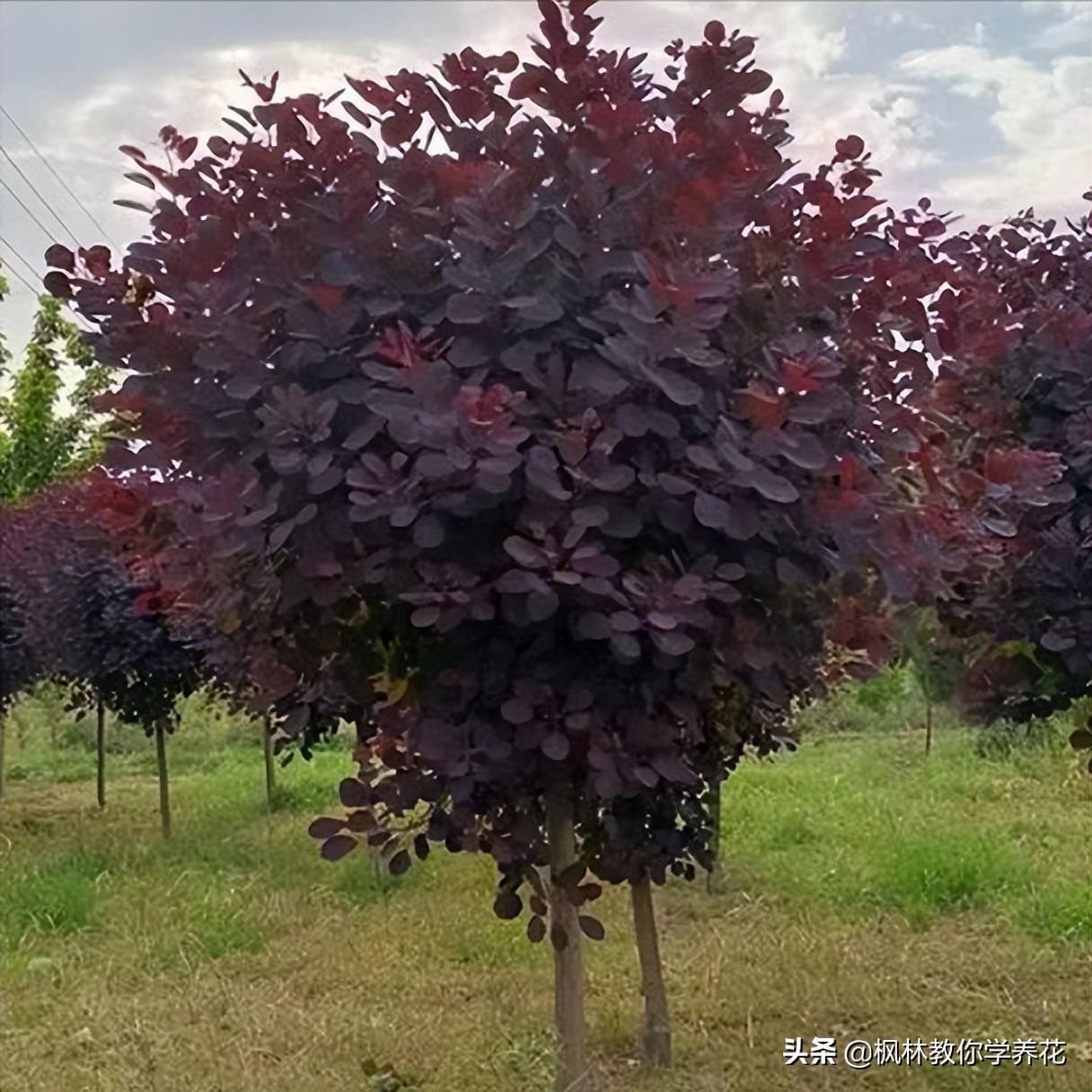 盆栽红叶树有哪些品种，常见的红叶树种类介绍