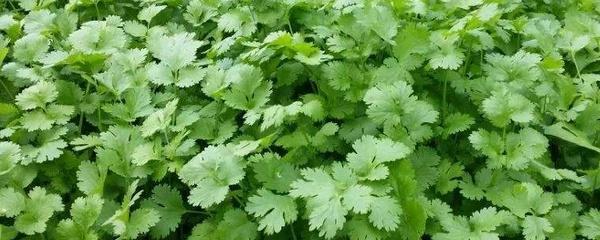 香菜怎么种植，种香菜快速出苗的小妙招