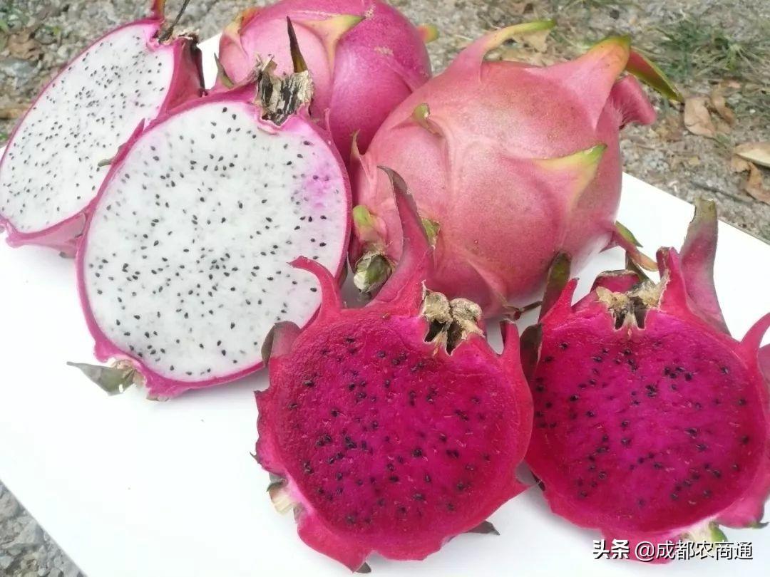 火龙果发芽了怎么种植，火龙果育苗方法与技术