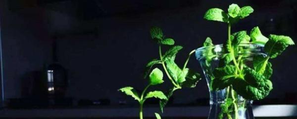 水培薄荷怎么养，室内水培薄荷的养殖方法