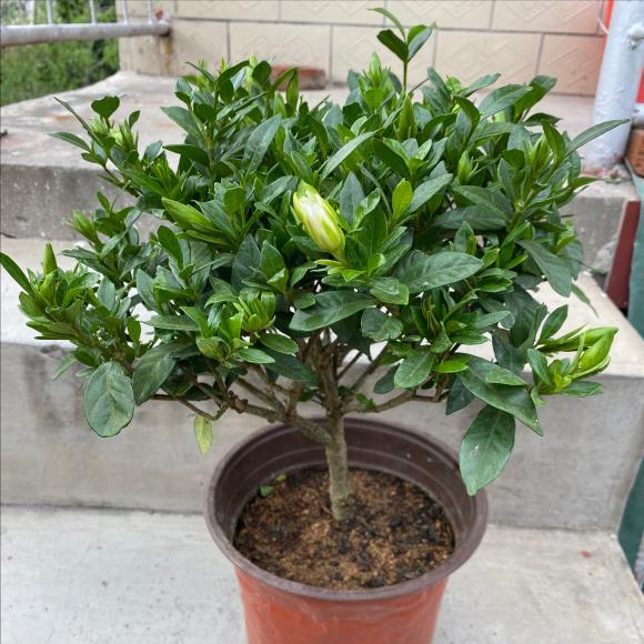 养的栀子花为什么不开花，让栀子花茂盛的技巧