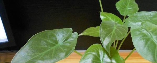 滴水观音叶子可以水培吗，了解滴水观音生根最快方法