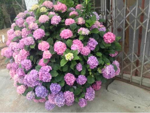 阳台上养什么花和植物好，阳台里必养的8种花推荐