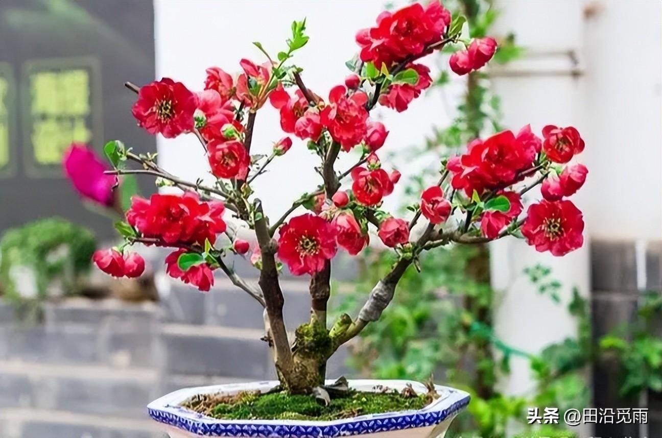 海棠盆景怎么养，海棠盆景的养护与管理