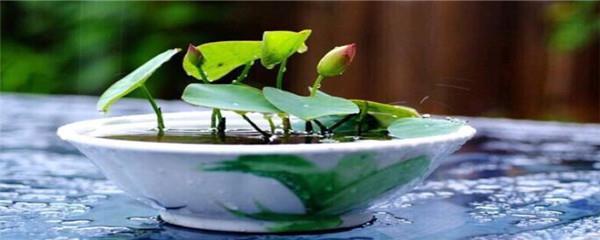 碗莲的种植方法水培，教你家养碗莲的技巧