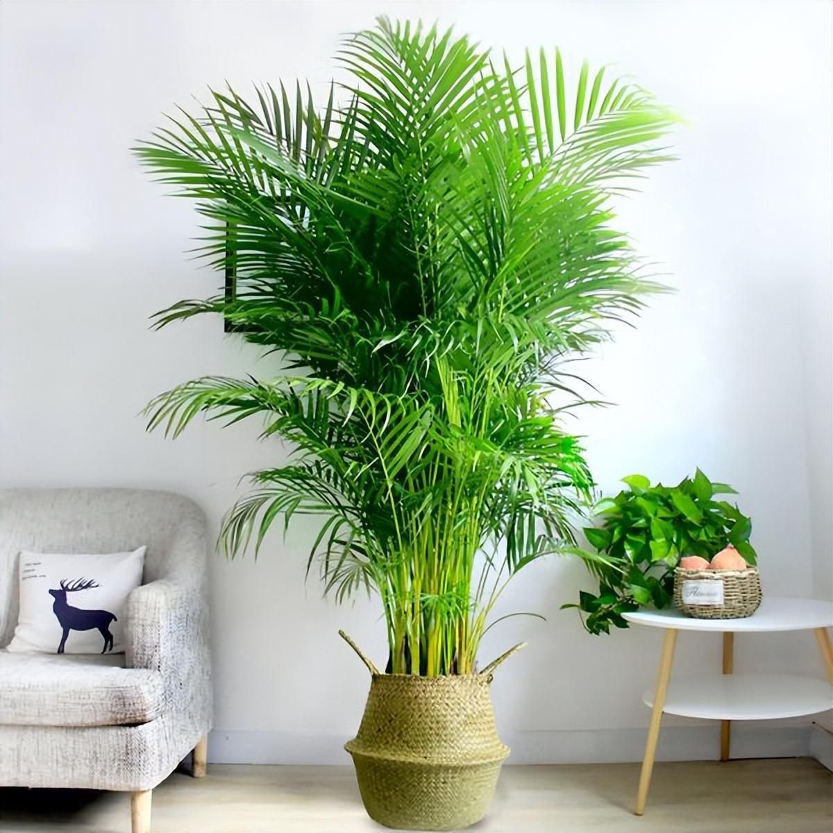 什么绿植好看又好养，室内绿植排名前五名