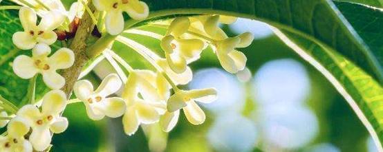 桂花如何栽种方法，了解桂花树种植方法和时间