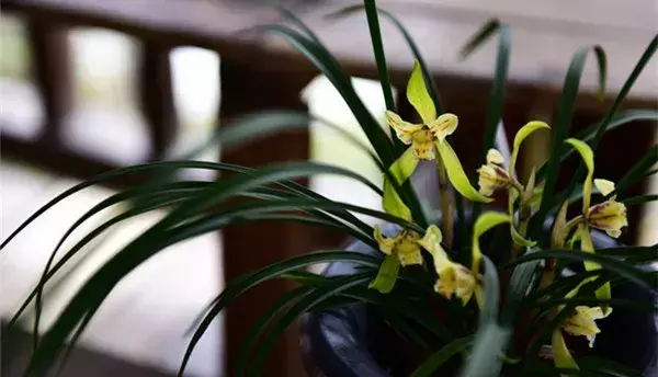 兰花最适合什么肥料最好，正确种植兰花的方法