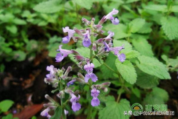 荆芥怎么种植，荆芥种植时间和方法