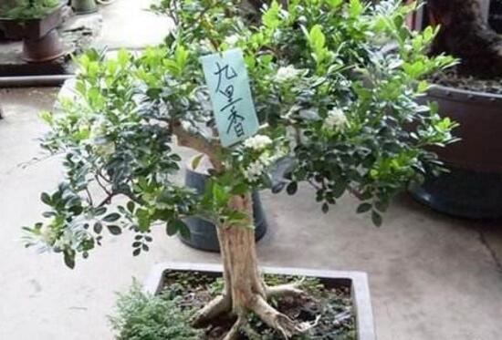 九里香盆栽修剪技巧 ，关于九里香的修剪技术