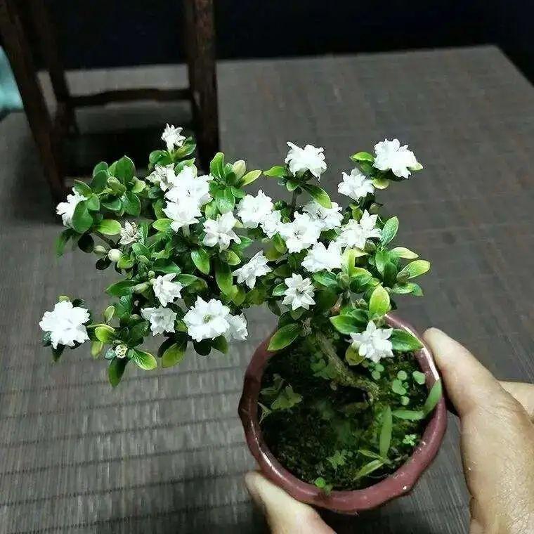金边六月雪夏天怎么养，种植六月雪的注意事项