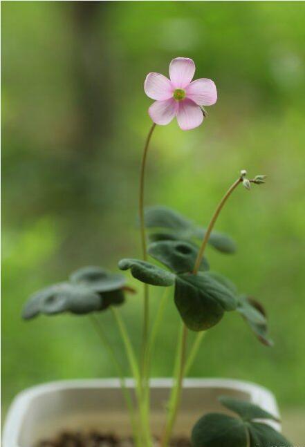 红花酢浆草什么时候播种，红花酢浆草的养殖方法