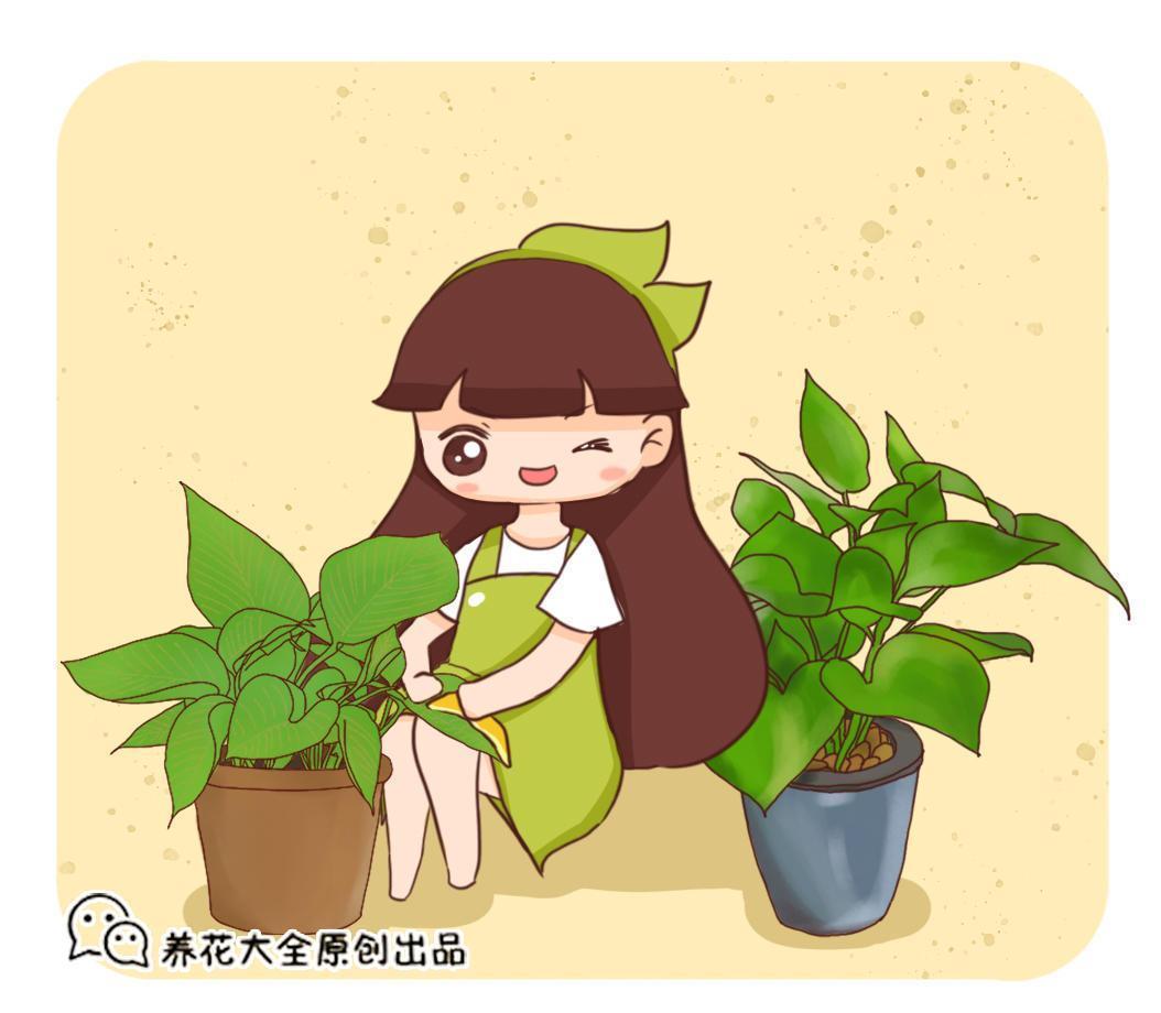 绿萝怎么扦插容易生根，促进绿萝生根的方法讲解