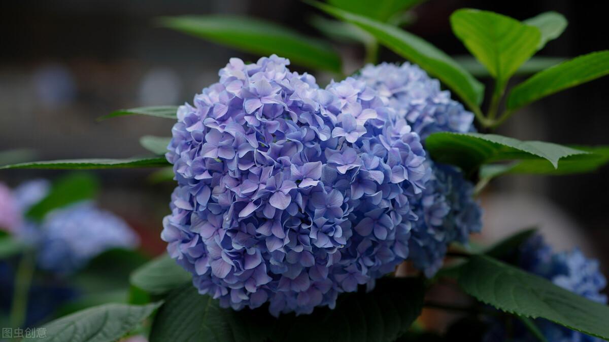 绣球花可以在室内种植吗，绣球花种子种植方法