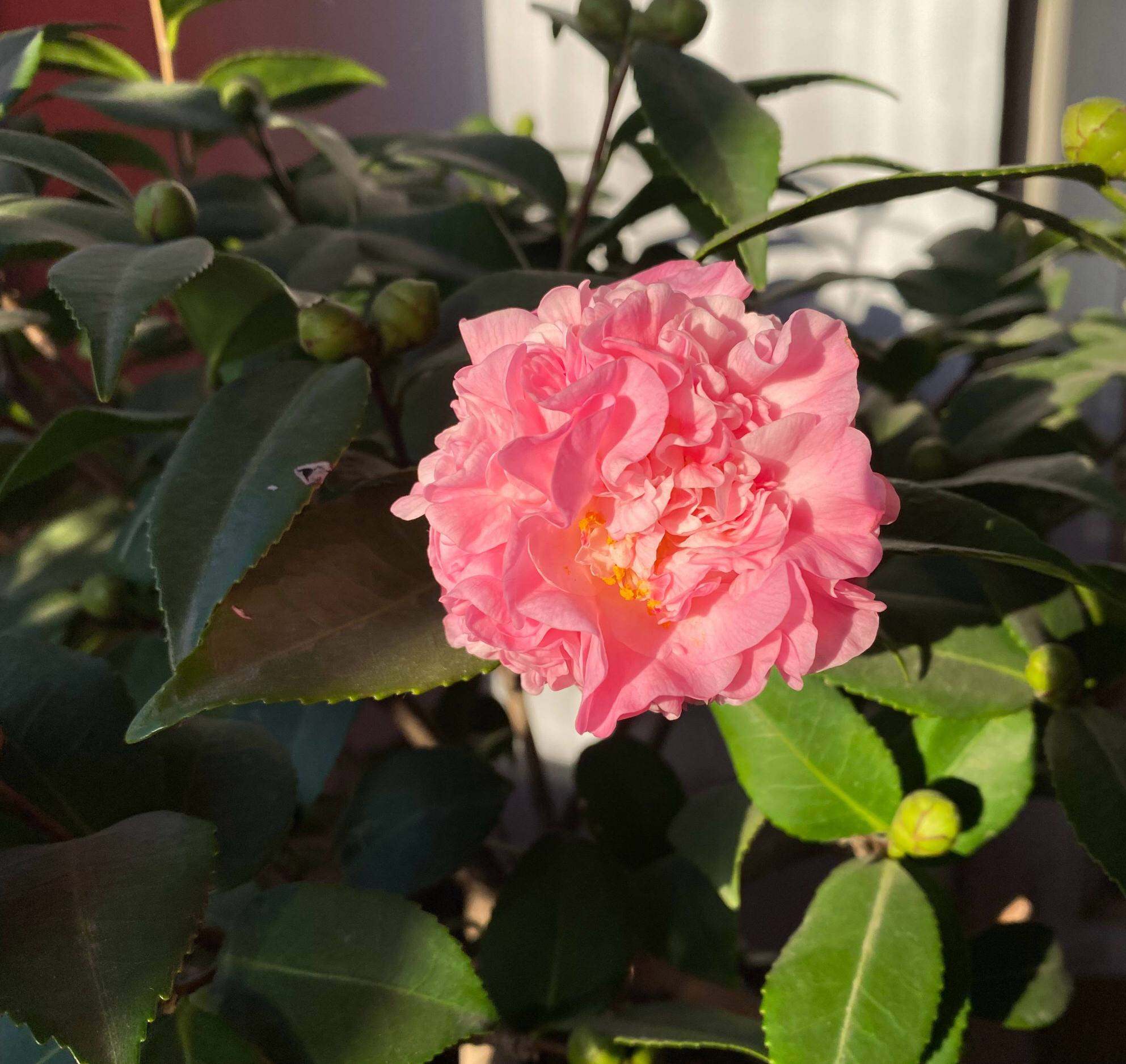 茶花树盆栽的养殖方法，掌握茶花的种植技巧