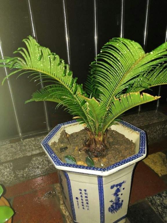 铁树的养护方法和注意事项，新手种植铁树的妙招