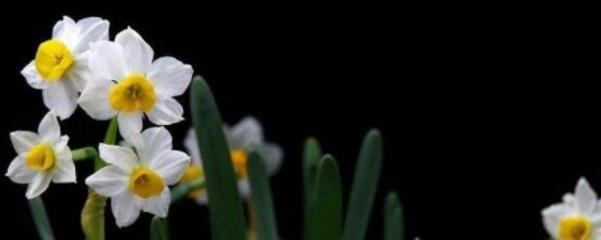 水仙花用水怎么养，水培水仙花的窍门