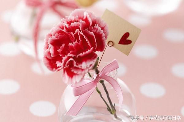康乃馨开花期怎么养护，关于康乃馨的养殖技术