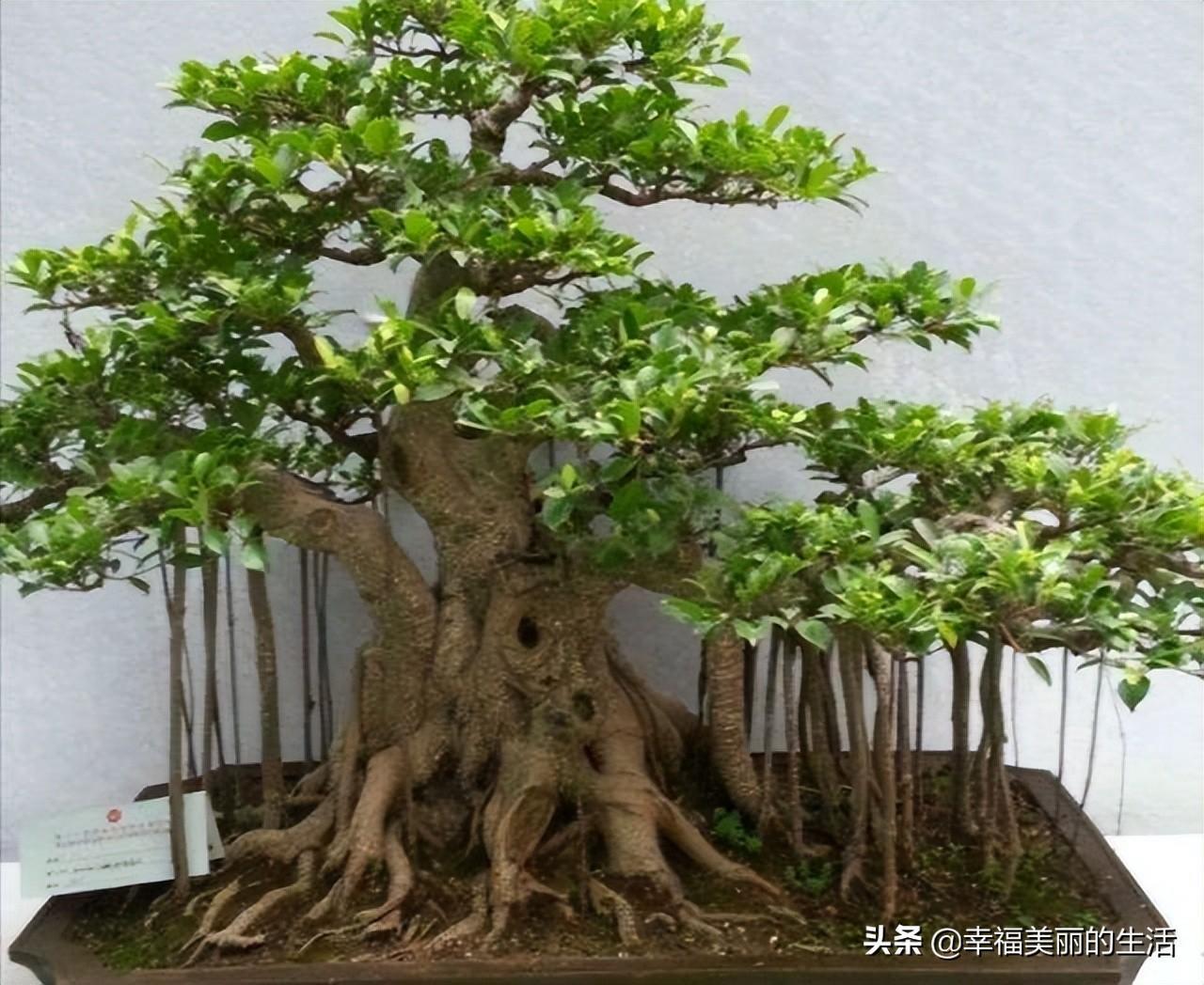 小叶榕盆栽怎么养，了解小叶榕树的养殖方法