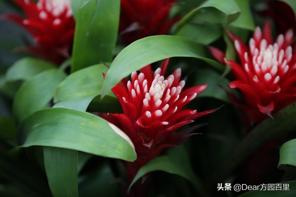 水塔花能养在室内吗，教你水塔花的养护方法