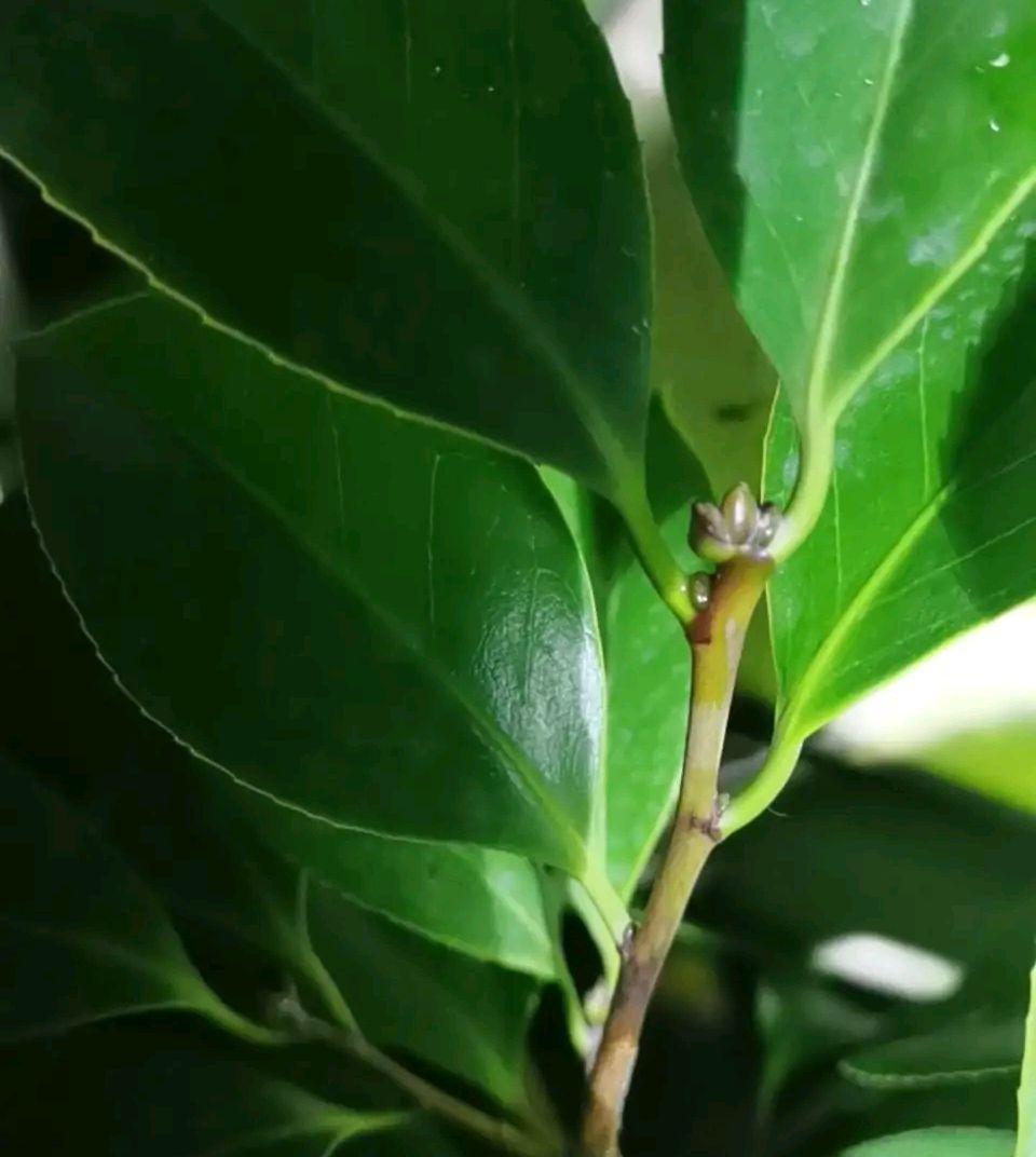 山茶花什么时候开花，关于山茶花的花期季节