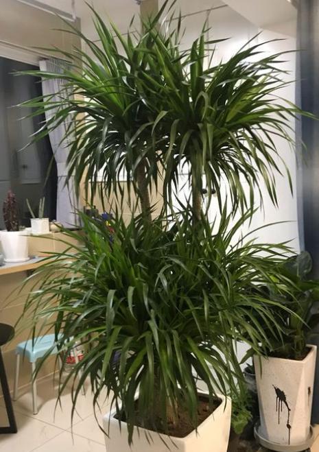 龙血树盆栽怎么养，龙血树盆栽的养殖技巧