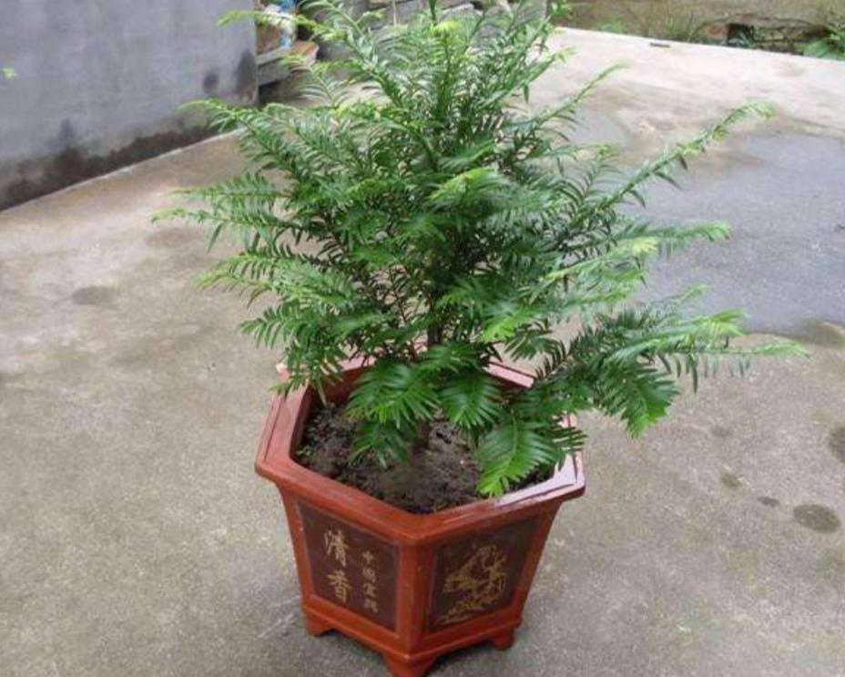 红豆杉适合家庭栽种吗，盆栽红豆杉的养护知识