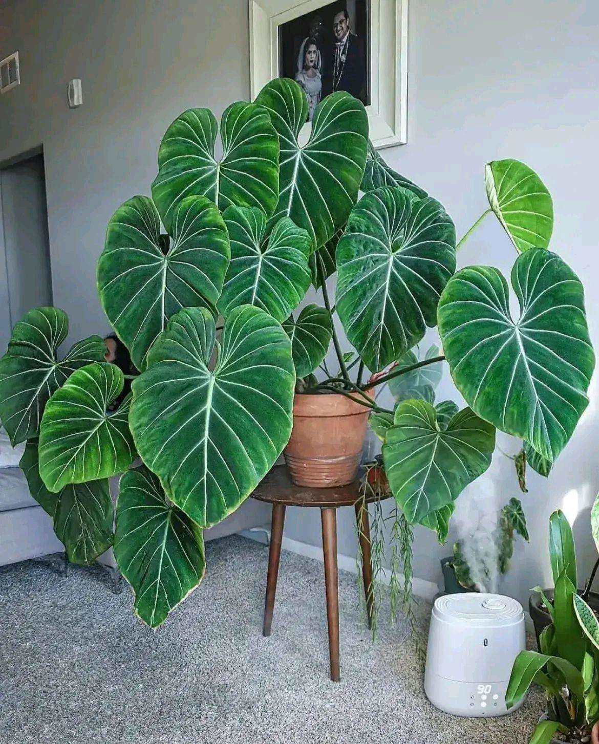 客厅放什么大植物好看，盘点六种适合客厅养的绿植