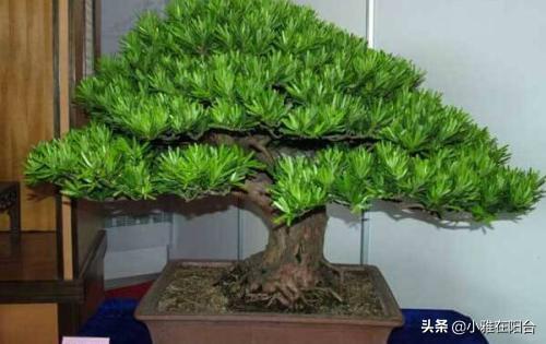 罗汉松如何养殖，盆栽罗汉松的养护小妙招