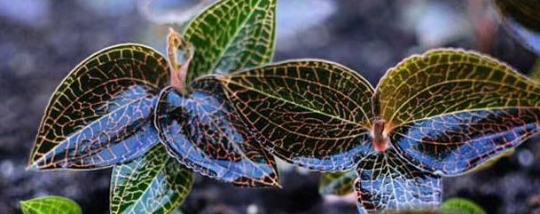 金线莲怎么种植，金线莲种植技术与栽培管理