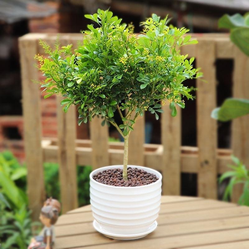 居家养什么花草植物好，盘点十种适合在家养的花