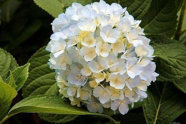 绣球花怎样繁植，绣球花插杆方法和时间