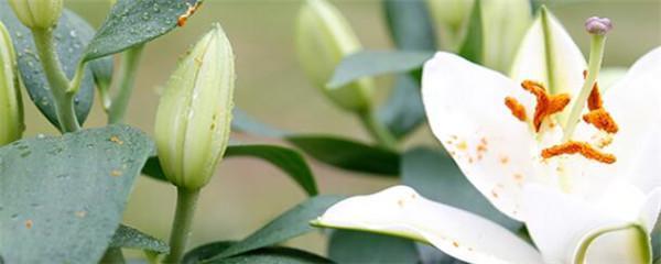 百合花怎样种植，有关百合花栽培技术