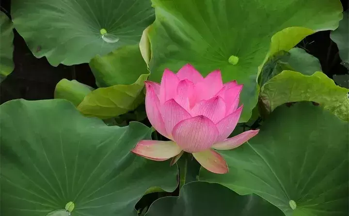 水里长的植物有哪些，盘点十种常见的水生植物