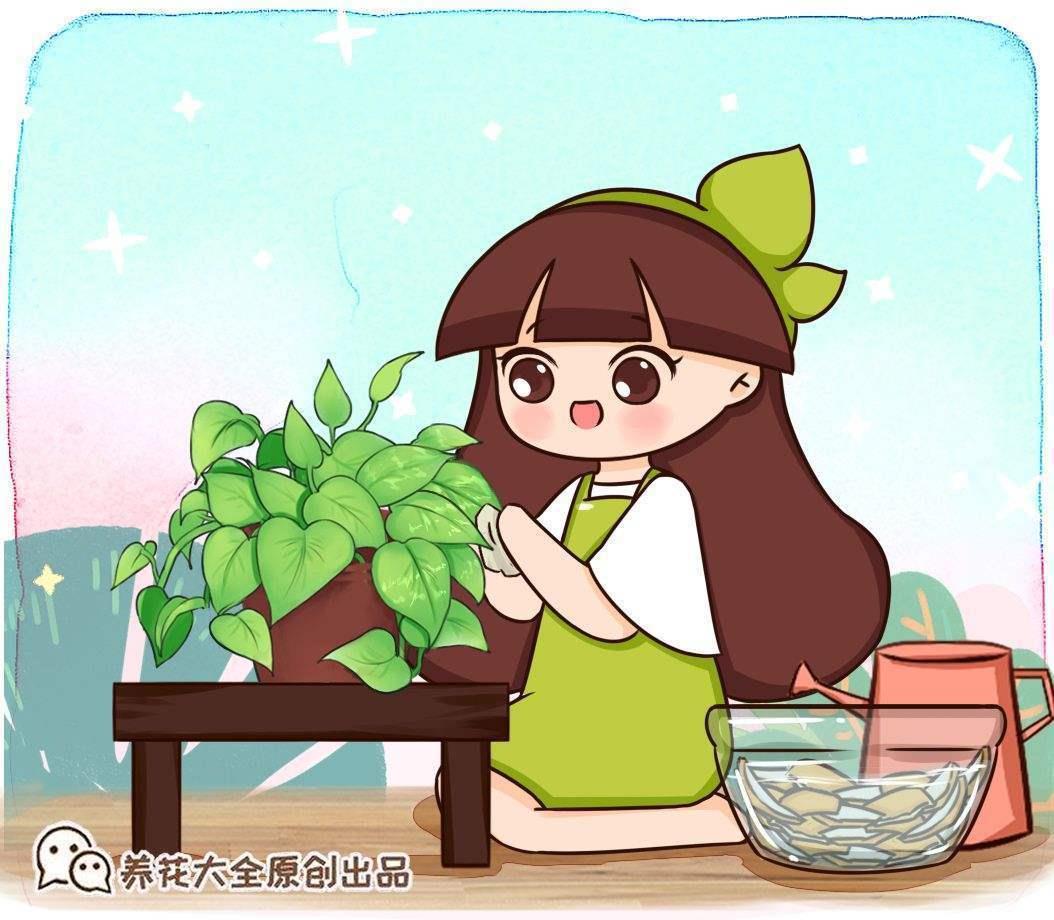 水培什么花最好养，比较耐养的水养鲜花介绍