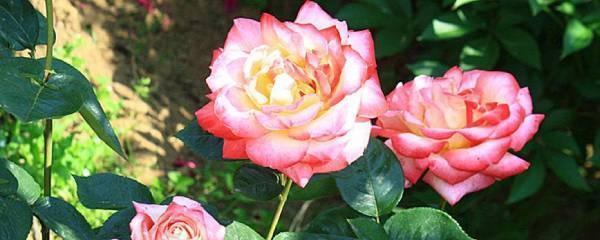 月季花叶子干枯一碰就掉怎么回事，关于月季花掉叶子补救方法