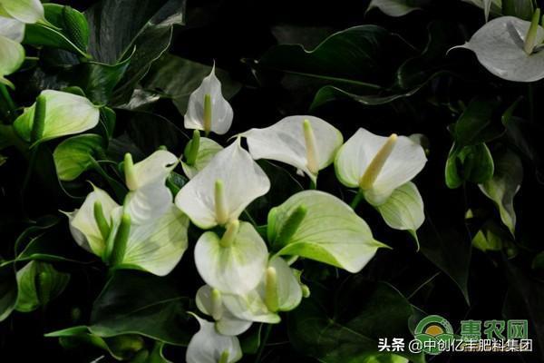 一帆风顺花的叶子有毒吗，养护一帆风顺的注意事项